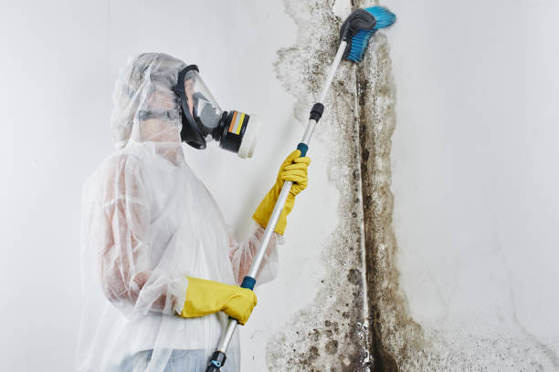 Best Mold Remediation  in Bourbon, MO