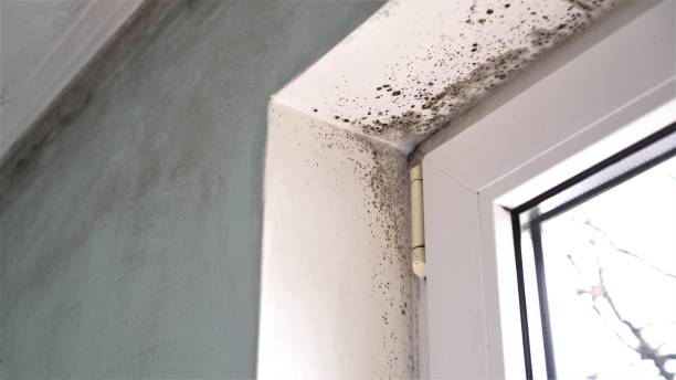 Best Residential Mold Removal  in Bourbon, MO