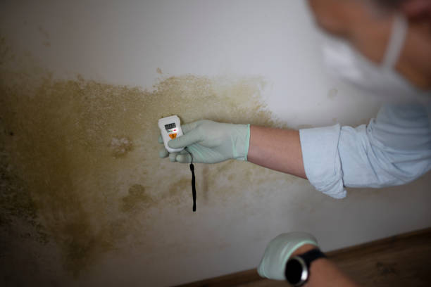 Best Certified Mold Removal  in Bourbon, MO