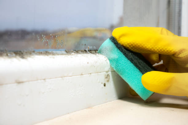 Best Local Mold Removal Service  in Bourbon, MO
