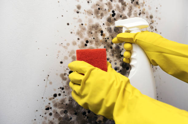 Home Mold Removal in Bourbon, MO